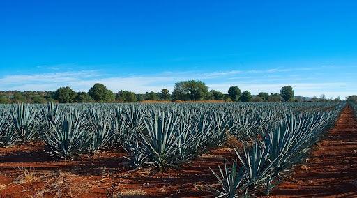 Know More About Agave Spirits: A Quick Guide - Country Wine & Spirits