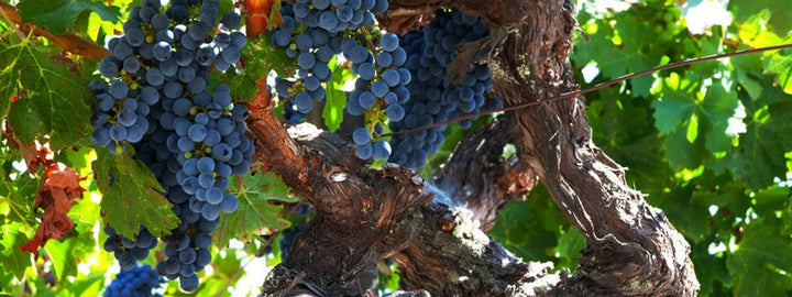 GO-TO ZINFANDELS FOR WINE ENTHUSIASTS