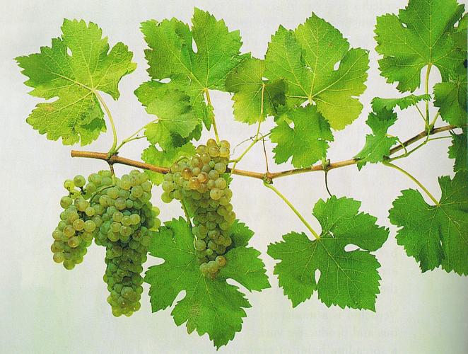 THE VIOGNIER "VEE-OWN-YAY" WINE